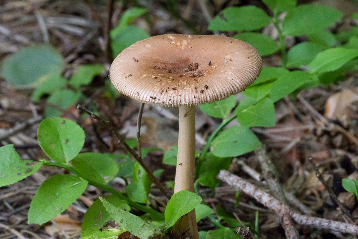 Pilz