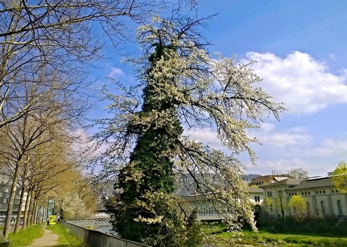 Baum