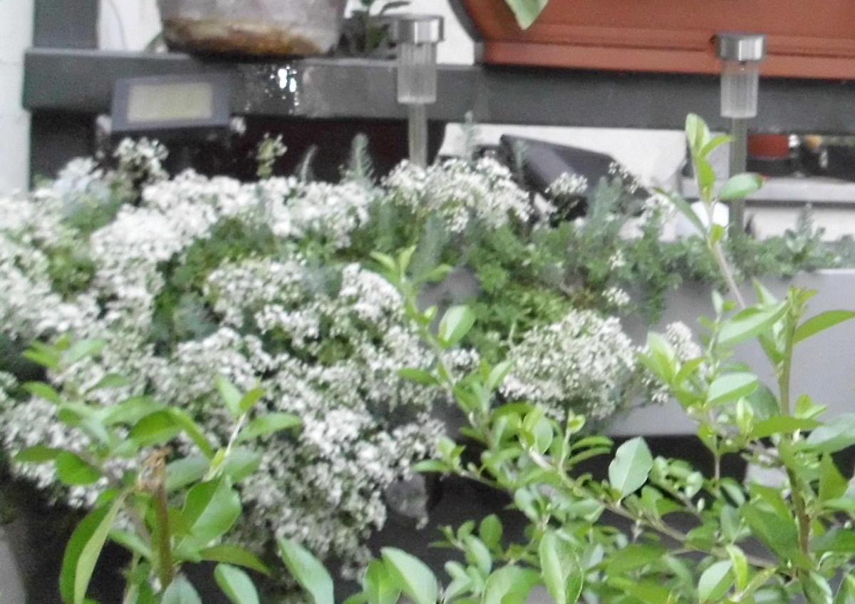 Sedum