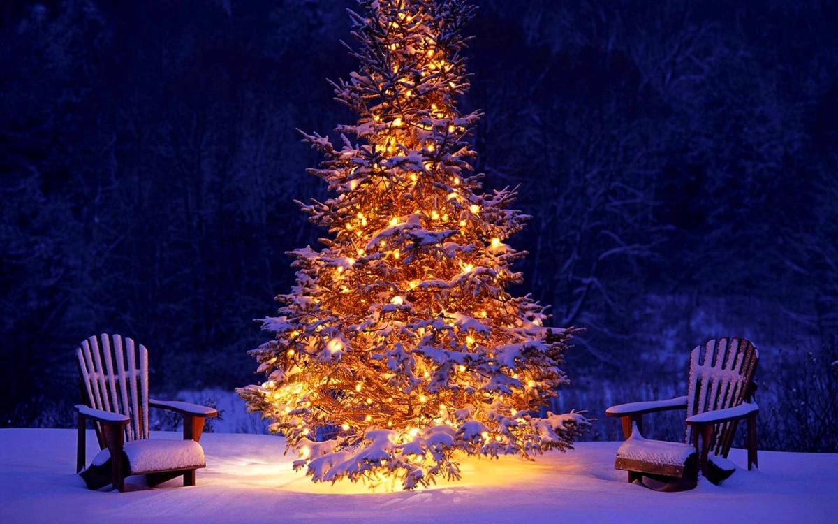 winter-holiday-snow-forest