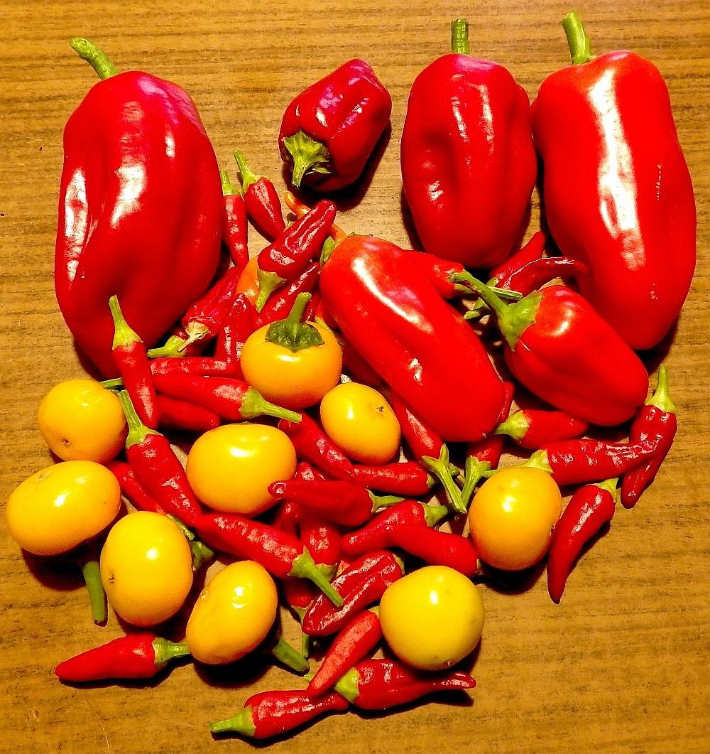 3 chili   KK 1776