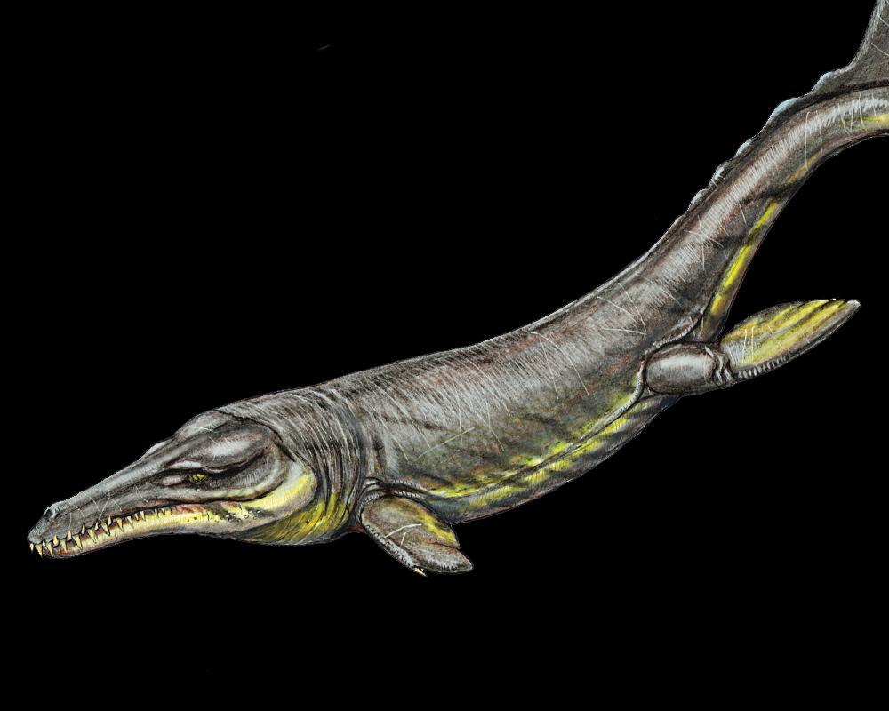 Plesiosuchus-manselii