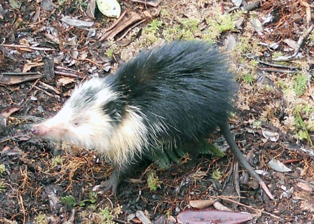 Cuban Solenodon