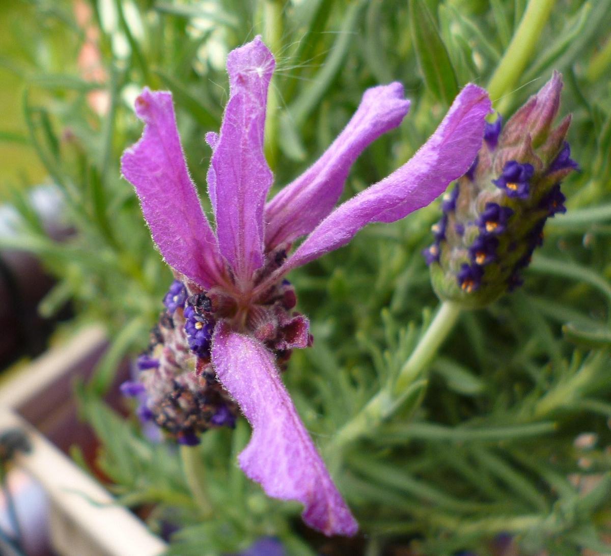 Lavendel