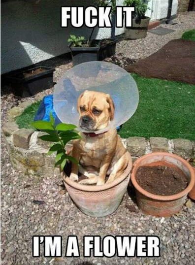 hundi
