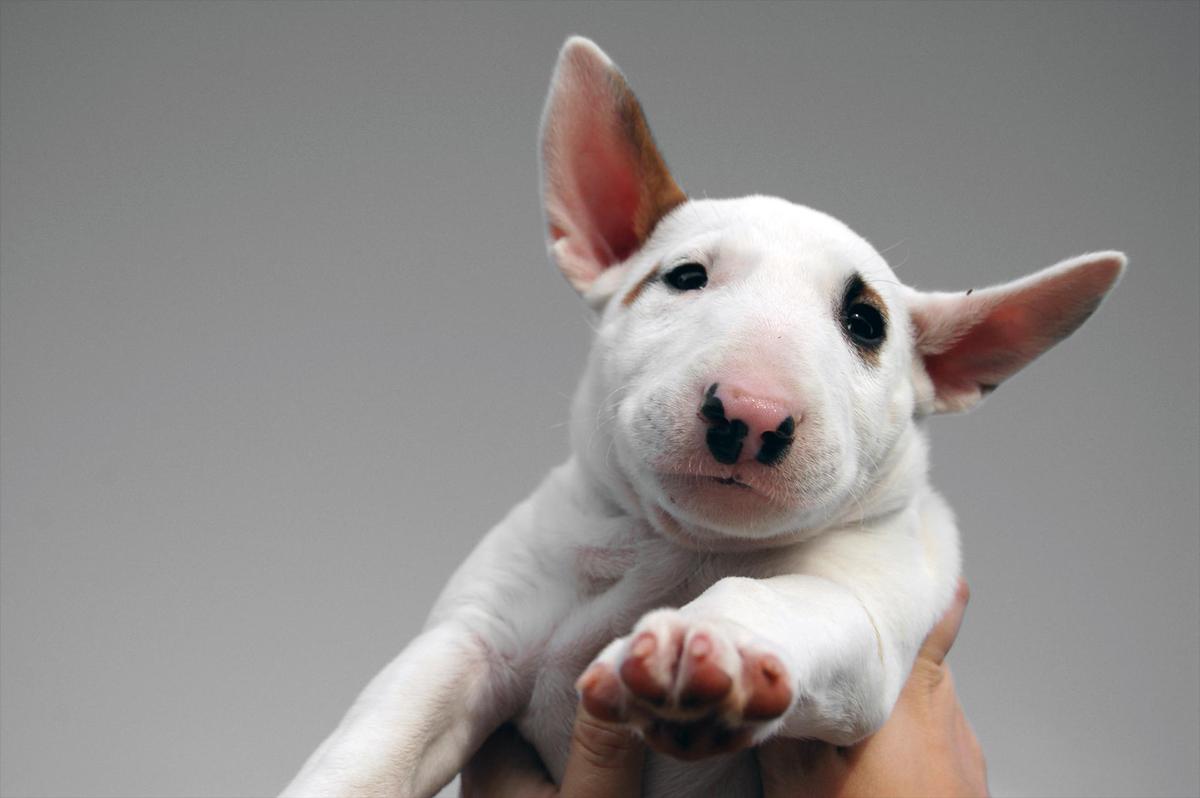 bullterrier puppy by nimphe