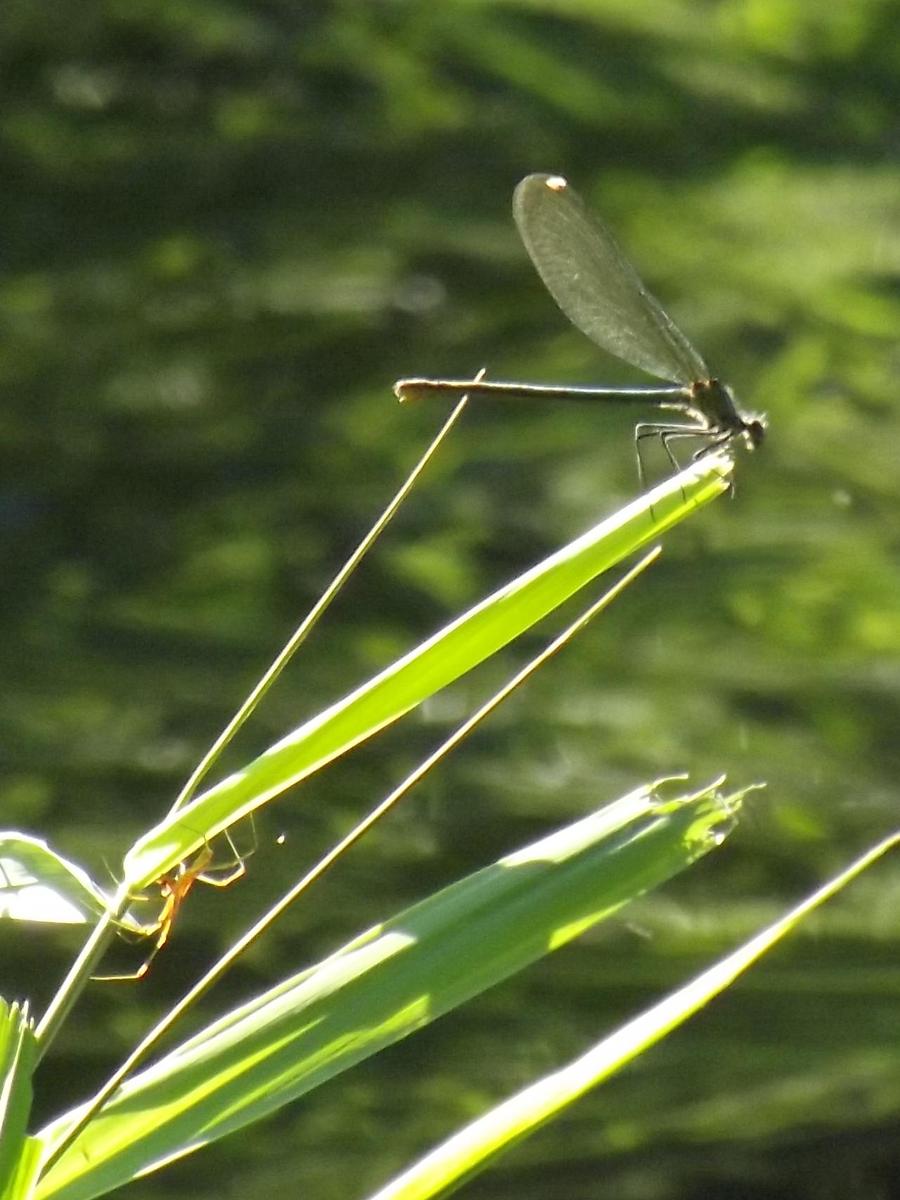 Libelle und Spinne