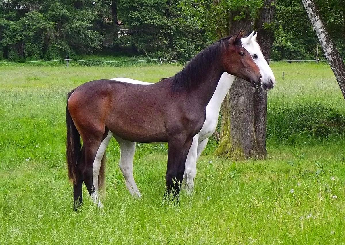 Pferde