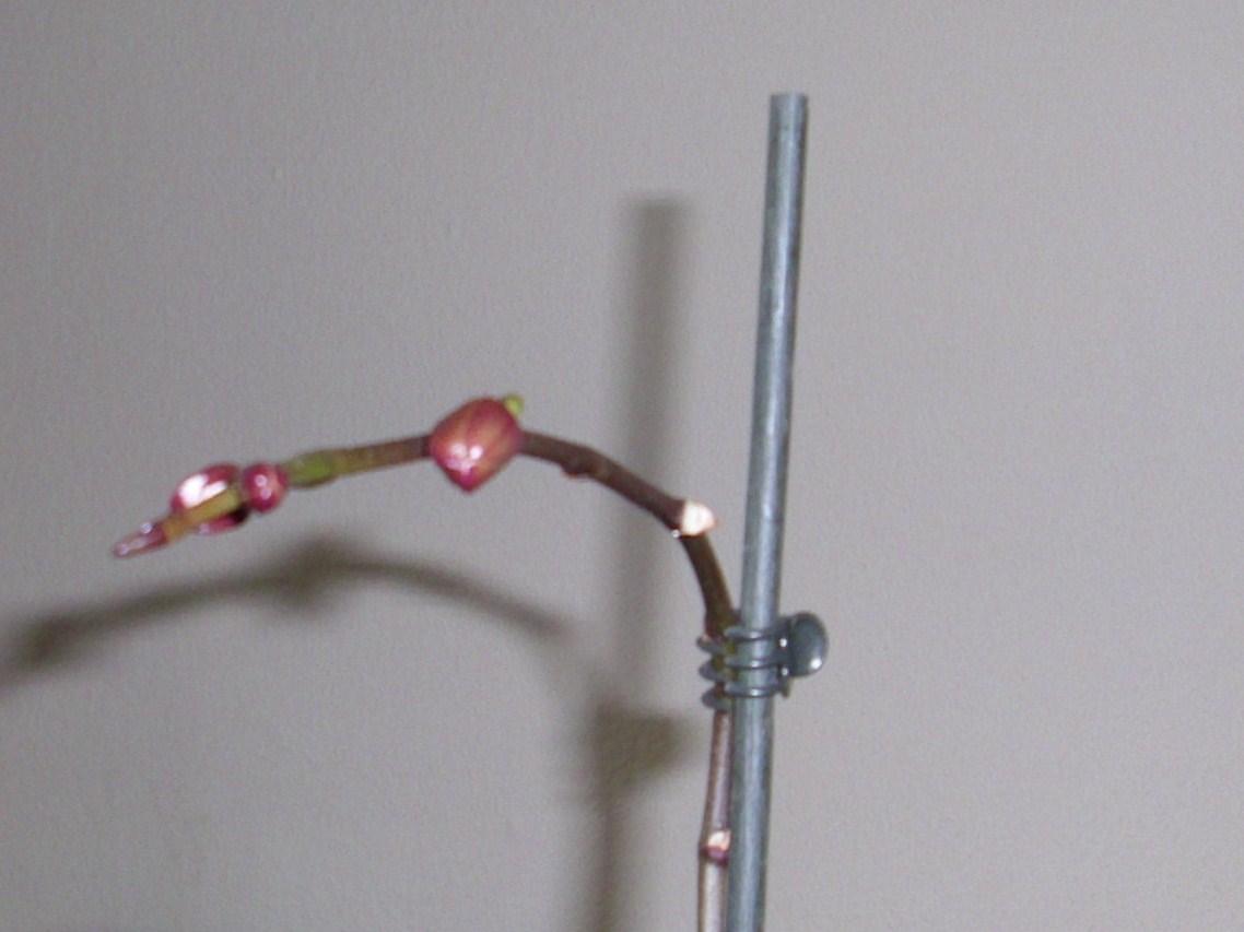 orchiknospe