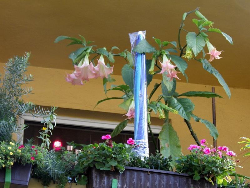 KK 8095 balkon