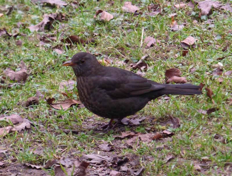 P1360684 amsel