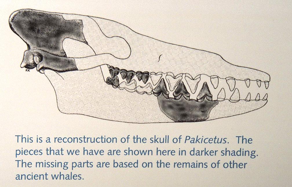 PAKI-SKULL-Part-U