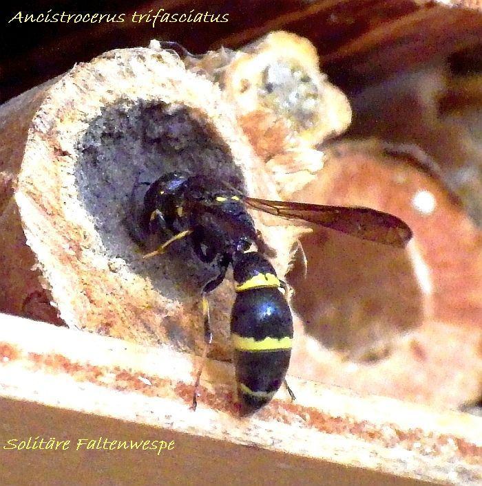  KK 3433 Ancistrocerus trifasciatus