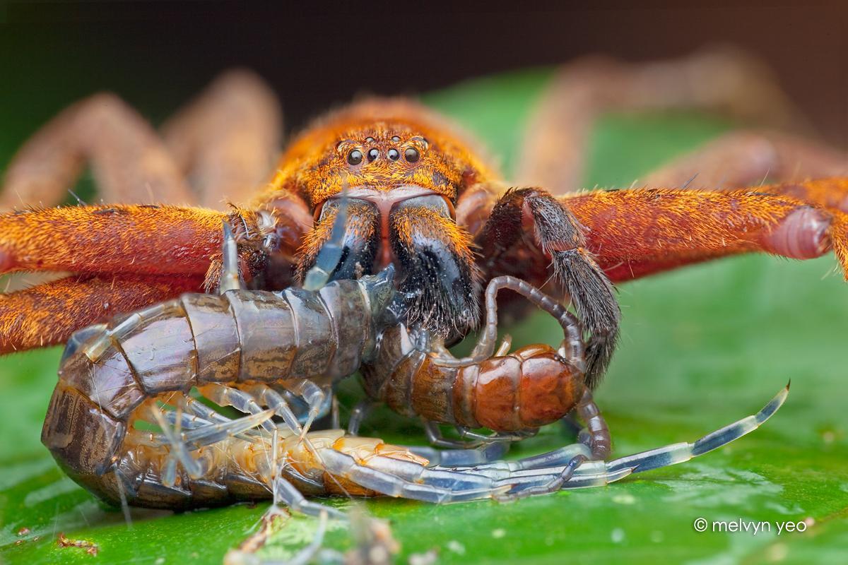 huntsman spider eating centipede by melv