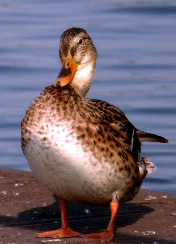 sceptical duck2