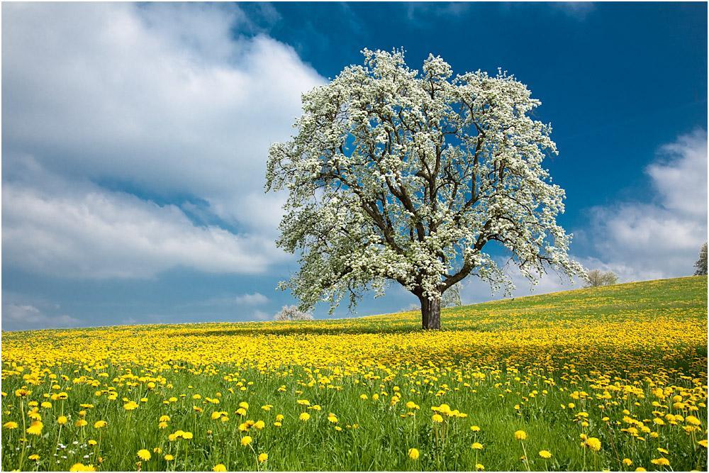 fruehlingswiese-im-april