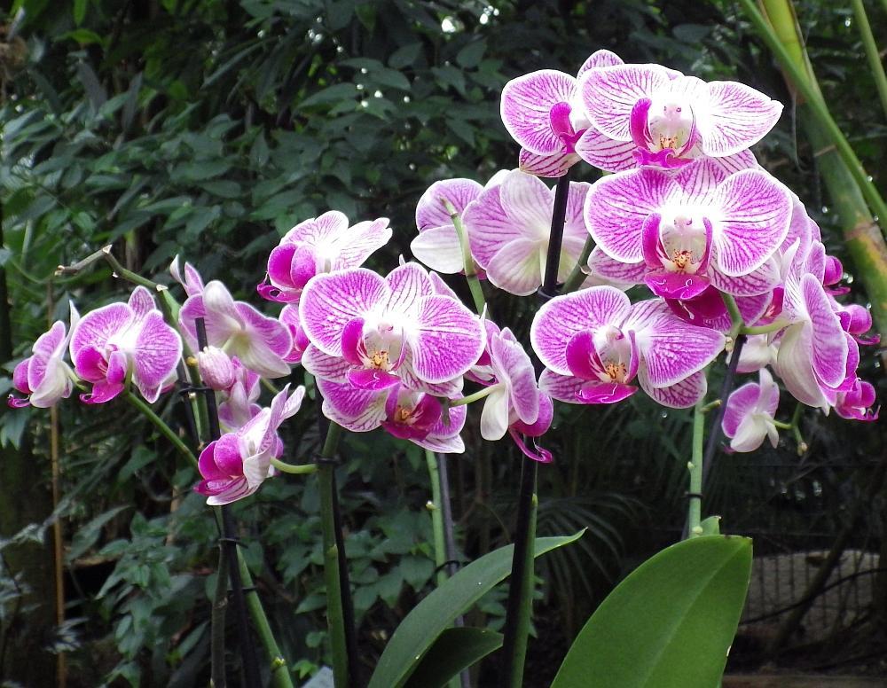  KK 9452 orchid