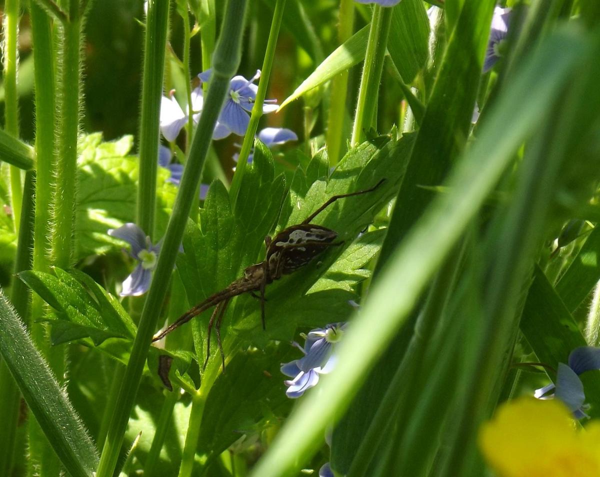 Gartenspinne zwischen Blumen