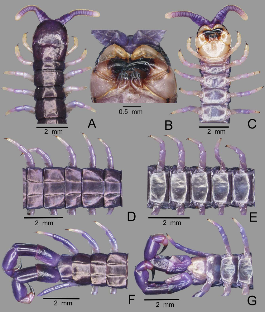 FIGURE-7-Specimen-CUMZ-3205-of-Sterropri