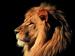 Profil von Lionmond