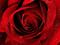 Profil von The_Rose