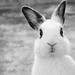 Profil von White.Rabbit