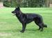 Profil von canis38