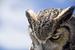 Profil von klabusterbeere