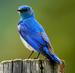 Profil von Blue.Bird