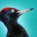 Profil von woodpeckerLE