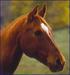 Profil von horse_breeder