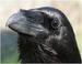 Profil von Corvus_Corax