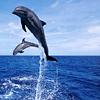 Profil von dolphin