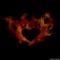 Profil von darksoul