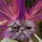 Profil von catnip