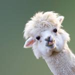 Profil von Jule