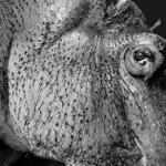 Profil von Tamins