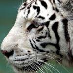 Profil von Natur_Tiger