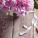 Profil von blossom