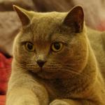 Profil von SirLouis