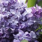Profil von lilac