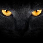 Profil von MysteryX_cat