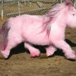 Zitat von Pony2.4