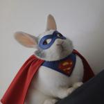 Profil von Bumfuzzle