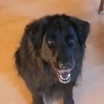 Profil von Milanthrop