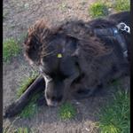 Profil von Milanthrop