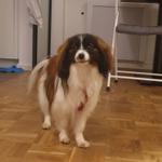 Profil von LadyWhiteRose