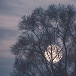 Profil von MetaLunaria