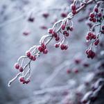 Zitat von MetaLunaria