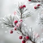 Profil von MetaLunaria